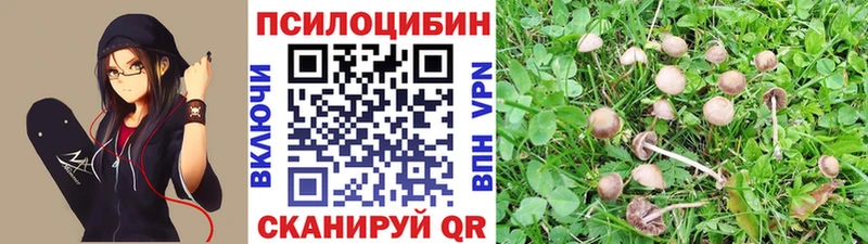 Псилоцибиновые грибы прущие грибы  гидра tor  Элиста  как найти закладки 